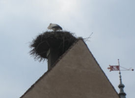 Storke i Eguisheim