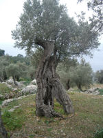 Gamle oliventræer på kyststrækningen ved Deia