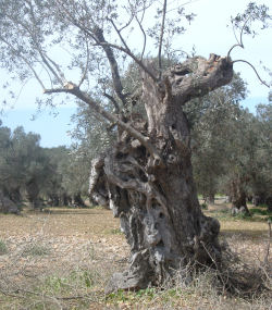 Èn af de gamle oliven der vokser her på skrånigerne