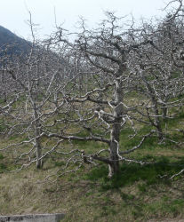 Milioner af æbletræer i Val di Non
